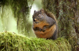 RODENT - SQUIRREL - DOUGLAS SQUIRREL - BARNES POINT ONP (4).JPG