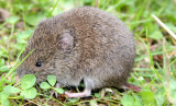 RODENT - VOLE - CREEPING VOLE - MICROTUS OREGONI - LAKE FARM TRAILS WASHINGTON (12).JPG