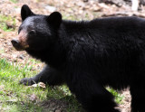 URSID - BEAR - AMERICAN BLACK BEAR - NORTHWESTERN SUBSPECIES - HURRICANE RIDGE ROAD WASHINGTON (2).JPG