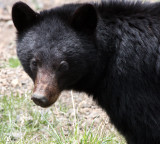 URSID - BEAR - AMERICAN BLACK BEAR - NORTHWESTERN SUBSPECIES - HURRICANE RIDGE ROAD WASHINGTON (46).JPG