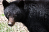 URSID - BEAR - AMERICAN BLACK BEAR - NORTHWESTERN SUBSPECIES - HURRICANE RIDGE ROAD WASHINGTON (47).JPG