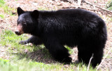 URSID - BEAR - AMERICAN BLACK BEAR - NORTHWESTERN SUBSPECIES - HURRICANE RIDGE ROAD WASHINGTON (7).JPG