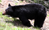 URSID - BEAR - AMERICAN BLACK BEAR - NORTHWESTERN SUBSPECIES - HURRICANE RIDGE ROAD WASHINGTON (8).JPG