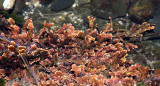 ALGAE - ARTICULATED CORALLINE ALGAE - SALT CREEK WA.JPG