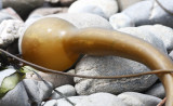 ALGAE - LAMINARIA FLOAT - ELWHA RIVER MOUTH BEACH.JPG