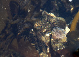INVERT - MARINE INTERTIDAL - CNIDARIA - ANEMONE - STALKED GLOSSY SEA ANEMONE - SALT CREEK WA (2).JPG