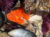 INVERT - MARINE INTERTIDAL - ECHINDODERM - SEA CUCUMBER - ORANGE SEA CUCUMBER - SALT CREEK WA (2).JPG