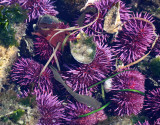 INVERT - MARINE INTERTIDAL - ECHINODERM - SEA URCHIN - PURPLE SEA URCHIN - SALT CREEK WA (2).JPG