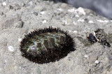 INVERT - MARINE INTERTIDAL - MOLLUSCA - CHITON - MOSSY CHITON - MOPALIA MUSCOSA - SALT CREEK WA.JPG