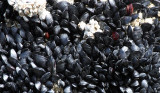 INVERT - MARINE INTERTIDAL - MOLLUSCA - MUSSEL - EDIBLE MUSSEL - MYTILUS EDULIS - BEACH FOUR ONP (2).JPG