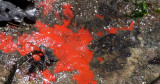 INVERT - MARINE INTERTIDAL - PORIFERA - SPONGE - VELVETY RED SPONGE - OPHLITASPONGIA PENNATA - SALT CREEK WA.JPG