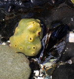 INVERT - MARINE INTERTIDAL - PORIFERA - SULPHUR SPONGE - MYXILLA LACUNOSA - SALT CREEK WA.JPG