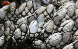 INVERTS - INTERTIDAL - ARTHROPODA - BARNACLES - GOOSE-NECK BARNACLES - TONGUE POINT WA (10).JPG