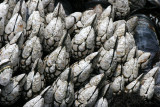 INVERTS - INTERTIDAL - ARTHROPODA - BARNACLES - GOOSE-NECK BARNACLES - TONGUE POINT WA (7).JPG