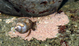 INVERTS - INTERTIDAL - ARTHROPODA - HERMIT CRAB SPECIES - TONGUE POINT WA (2).JPG