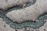 INVERTS - INTERTIDAL - CNIDARIAN - ANEMONE - GREEN - ANTHOPLEURA XANTHOGRAMICA (14).jpg