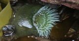 INVERTS - INTERTIDAL - CNIDARIAN - ANEMONE - GREEN - ANTHOPLEURA  XANTHOGRAMICA (15).jpg