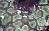 INVERTS - INTERTIDAL - CNIDARIAN - ANEMONE - GREEN - ANTHOPLEURA  XANTHOGRAMICA (16).jpg