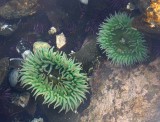 INVERTS - INTERTIDAL - CNIDARIAN - ANEMONE - GREEN - ANTHOPLEURA  XANTHOGRAMICA (4).jpg