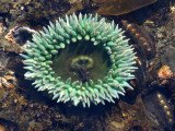 INVERTS - INTERTIDAL - CNIDARIAN - ANTHOPLEURA XANTHOGRAMMICA - GREEN SEA ANEMONE - TONGUE POINT WA (4).JPG