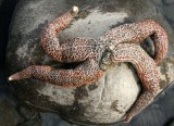 INVERTS - INTERTIDAL - ECHINODERM - MOTTLED STAR - EVASTERIAS TROSCHELI - LAKE FARM TIDAL POOLS (3).JPG