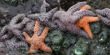 INVERTS - INTERTIDAL - ECHINODERM - PISASTER OCHRACEOUS - BEACH FOUR TIDE POOLS WA (5).JPG