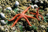 INVERTS - INTERTIDAL - ECHINODERM - SEA STAR - BLOOD STAR - LAKE FARMS (3).jpg