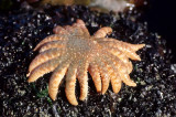 INVERTS - INTERTIDAL - ECHINODERM - SEA STAR - RED AND WHITE STRIPED - LAKE FARMS (3).jpg