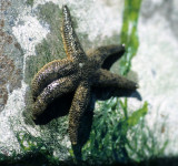 INVERTS - INTERTIDAL - ECHINODERM - SEA STAR - SIX RAYED SEA STAR - LAKE FARM TIDE POOLS.jpg