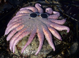 INVERTS - INTERTIDAL - ECHINODERM - SEA STAR - SUN STAR (8).jpg