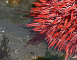 INVERTS - INTERTIDAL - ECHINODERM - URCHIN - RED URCHIN - TONGUE POINT SALT CREEK WA (5).JPG