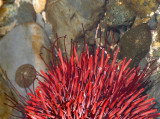 INVERTS - INTERTIDAL - ECHINODERM - URCHIN - RED URCHIN - TONGUE POINT SALT CREEK WA (7).JPG