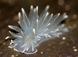 INVERTS - INTERTIDAL - MOLLUSCA - DIRONA ALBOLINEATA (2).jpg