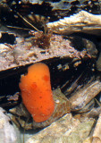 INVERTS - INTERTIDAL - MOLLUSCA - NUDIBRANCH SPECIES - TONGUE POINT SALT CREEK WA (7).JPG