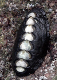 INVERTS - MARINE INTERTIDAL - CHITON - KATHARINA TUNICATA - BLACK LEATHER CHITON - SALT CREEK WA (3).JPG