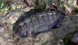 INVERTS - MARINE INTERTIDAL - CHITON - MOSS CHITON - SALT CREEK WA.JPG