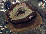 INVERTS - MARINE INTERTIDAL - CNIDARIAN - ANTHOPLEURA XANTHOGRAMMICA - SALT CREEK WASHINGTON (9).JPG