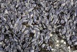 INVERTS - MARINE INTERTIDAL - MOLLUSCA - MUSSELS - CALIFORNIA MUSSELS - SALT CREEK WA.JPG