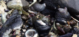 INVERTS - MOLLUSCA - SNAILS - BLACK TURBAN SNAILS - TEGULA FUNEBRALIS WITH SLIPPER SNAILS - SALT CREEK WA (2).JPG