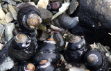 INVERTS - MOLLUSCA - SNAILS - BLACK TURBAN SNAILS - TEGULA FUNEBRALIS WITH SLIPPER SNAILS - SALT CREEK WA (3).JPG