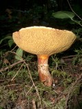 Boletes species.JPG