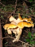 Cantharellus cibarius 'chanterelle'3.JPG