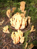 Clavaria flava coral fungi.JPG