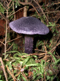 Cortinarius violaceus 'violet cort'.JPG