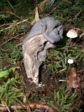 Helvella lacunosa 'elf's saddle' 3.JPG