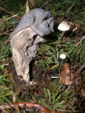 Helvella lacunosa 'elf's saddle' 4.JPG