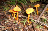 Hygrophorus marginatus Orange-gilled Waxy Cap.JPG