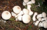 Lycoperdon perlatum.JPG