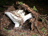 Rusula brevipes 3 'short stalked white russula'.JPG