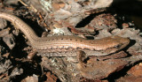 REPTILE - LIZARD - NORTHERN ALLIGATOR LIZARD - LAKE FARM TAILS WA (12).JPG